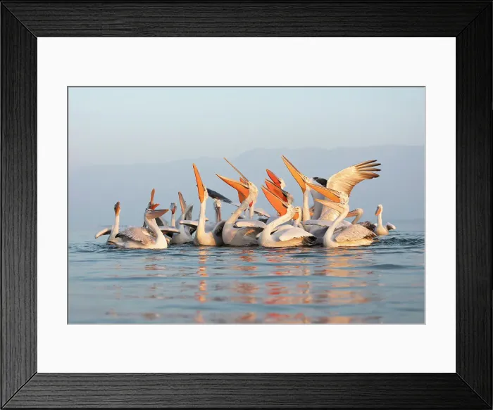 Framed Print : Group of Dalmatian Pelican (Pelecanus crispus) feeding on Lake Kerkini in Greece, Baited, January 2020 Framed Print : Group of Dalmatian Pelican (Pelecanus crispus) feeding on Lake Kerkini in Greece, Baited, January 2020
