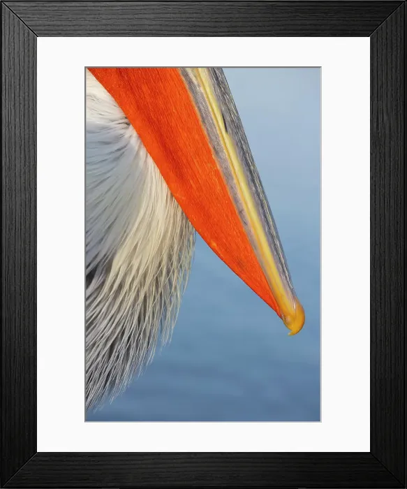 Framed Print : Dalmatian Pelican (Pelecanus crispus), portrait of adult, Lake Kerkini, Greece, January 2022 Framed Print : Dalmatian Pelican (Pelecanus crispus), portrait of adult, Lake Kerkini, Greece, January 2022