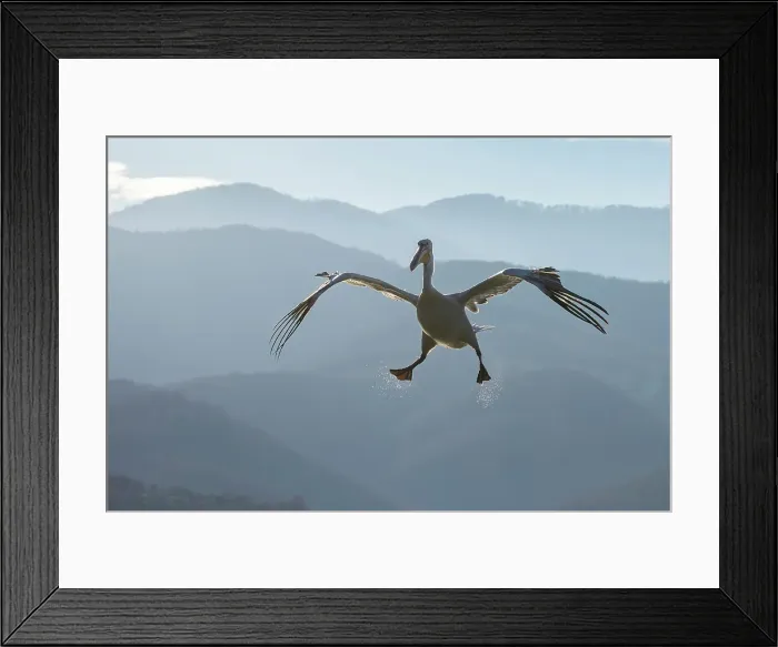 Framed Print : Dalmatian Pelican (Pelecanus crispus) in flight against mountain backdrop, Lake Kerkini, Greece, January 2023 Framed Print : Dalmatian Pelican (Pelecanus crispus) in flight against mountain backdrop, Lake Kerkini, Greece, January 2023