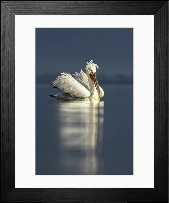 Framed Print : Adult Dalmatian Pelican (Pelecanus crispus) resting on Lake Kerkini, Greece, January 2024 Framed Print : Adult Dalmatian Pelican (Pelecanus crispus) resting on Lake Kerkini, Greece, January 2024