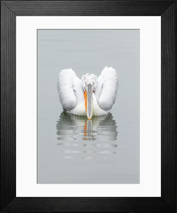 Framed Print : Adult Dalmatian Pelican (Pelecanus crispus) resting on Lake Kerkini, Greece, January 2020 Framed Print : Adult Dalmatian Pelican (Pelecanus crispus) resting on Lake Kerkini, Greece, January 2020