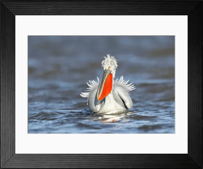 Framed Print : Adult Dalmatian Pelican (Pelecanus crispus) on windy day, Lake Kerkini, Greece, January 2022 Framed Print : Adult Dalmatian Pelican (Pelecanus crispus) on windy day, Lake Kerkini, Greece, January 2022