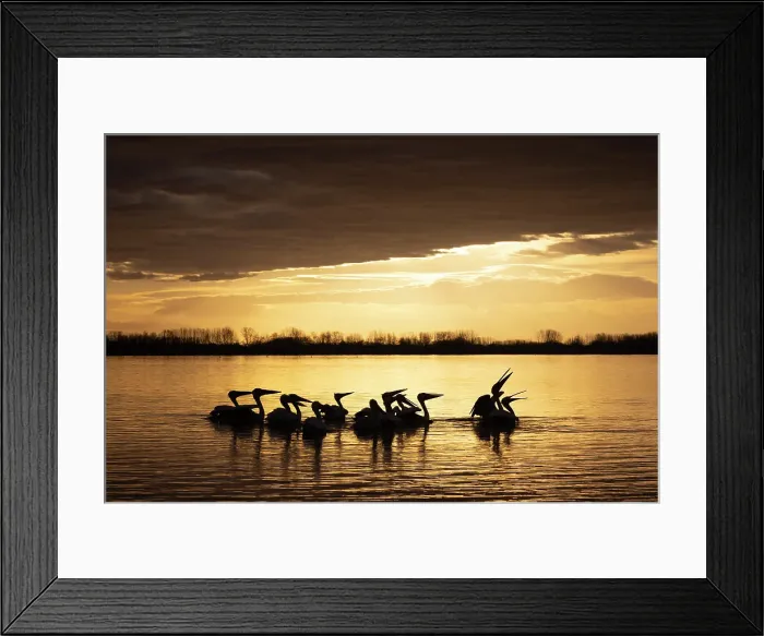 Framed Print : Group of Dalmatian Pelican (Pelecanus crispus) on Lake Kerkini at sunrise, Greece, January 2023
