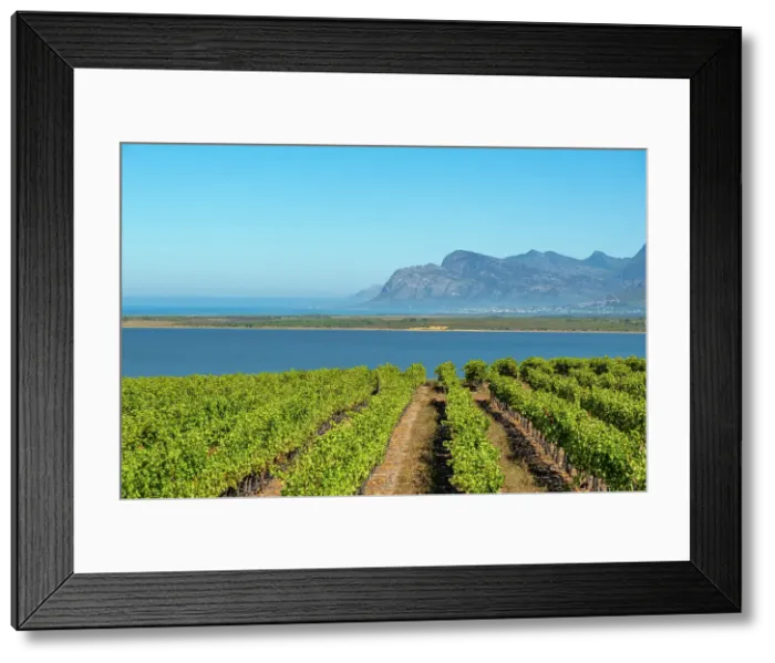 Framed Print : Benguela Cove Lagoon Wine Estate, Western Cape, South Africa Framed Print : Benguela Cove Lagoon Wine Estate, Western Cape, South Africa