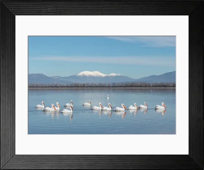 Framed Print : Group of Dalmatian Pelican (Pelecanus crispus) on lake Kerkini, Greece, January 2018