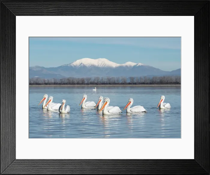 Framed Print : Group of Dalmatian Pelican (Pelecanus crispus) on lake Kerkini, Greece, January 2018
