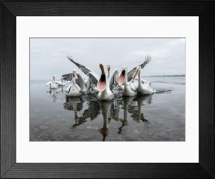 Framed Print : Group of Dalmatian Pelican (Pelecanus crispus) feeding along shore of Lake Kerkini, Greece, Baited, January 2017 Framed Print : Group of Dalmatian Pelican (Pelecanus crispus) feeding along shore of Lake Kerkini, Greece, Baited, January 2017