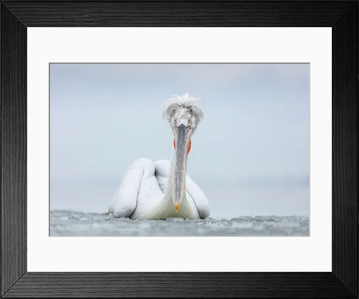 Framed Print : Dalmatian Pelican (Pelecanus crispus) on frozen Lake Kerkini, Greece, February 2017 Framed Print : Dalmatian Pelican (Pelecanus crispus) on frozen Lake Kerkini, Greece, February 2017