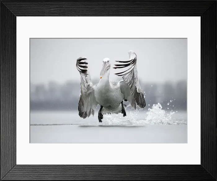 Framed Print : Dalmatian Pelican (Pelecanus crispus) flying over ice on frozen Lake Kerkini, Greece, February 2017 Framed Print : Dalmatian Pelican (Pelecanus crispus) flying over ice on frozen Lake Kerkini, Greece, February 2017