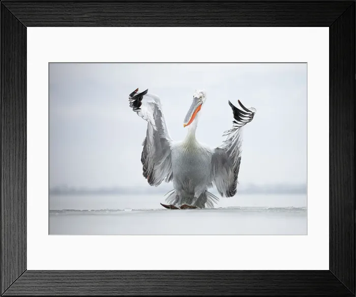 Framed Print : Dalmatian Pelican (Pelecanus crispus) landing on ice on frozen Lake Kerkini, Greece, February 2017 Framed Print : Dalmatian Pelican (Pelecanus crispus) landing on ice on frozen Lake Kerkini, Greece, February 2017