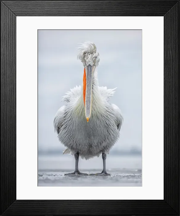 Framed Print : Dalmatian Pelican (Pelecanus crispus) standing on ice on frozen Lake Kerkini, Greece, February 2017 Framed Print : Dalmatian Pelican (Pelecanus crispus) standing on ice on frozen Lake Kerkini, Greece, February 2017