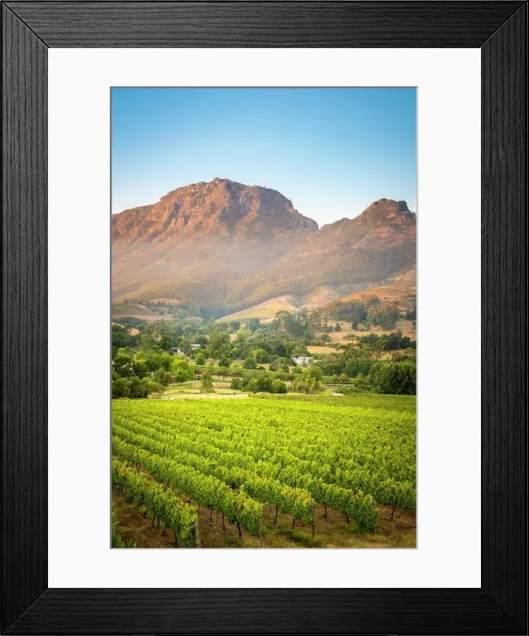 Framed Print : Vineyards of Stellenbosch & Simonsberg Mountain, Western Cape, South Africa Framed Print : Vineyards of Stellenbosch & Simonsberg Mountain, Western Cape, South Africa