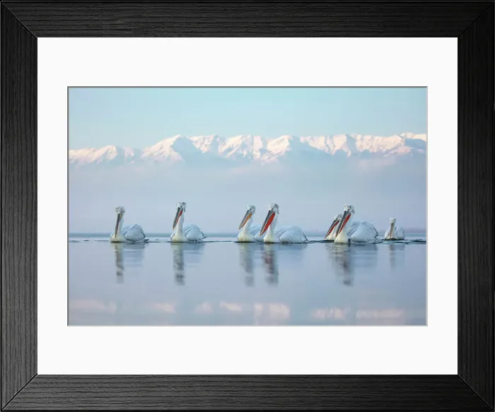 Framed Print : Group of Dalmatian Pelican (Pelecanus crispus) on lake Kerkini, Greece, January 2017 Framed Print : Group of Dalmatian Pelican (Pelecanus crispus) on lake Kerkini, Greece, January 2017
