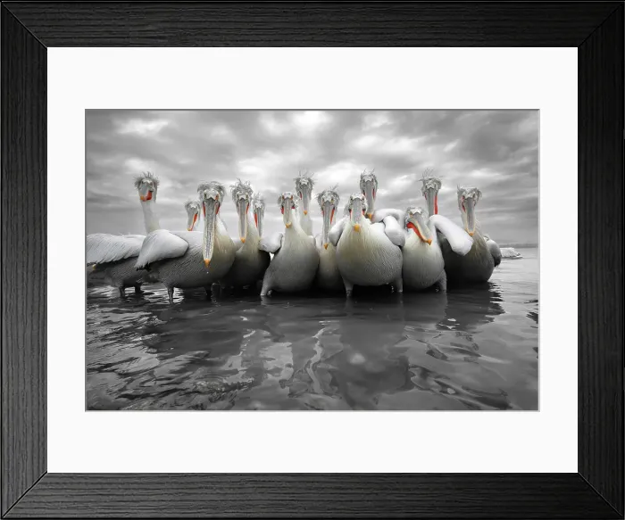 Framed Print : Group of Dalmatian Pelican (Pelecanus crispus) feeding along shore of Lake Kerkini, Greece, Baited, January 2017 Framed Print : Group of Dalmatian Pelican (Pelecanus crispus) feeding along shore of Lake Kerkini, Greece, Baited, January 2017