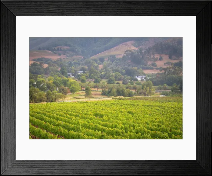 Framed Print : Vineyards of Stellenbosch, Western Cape, South Africa Framed Print : Vineyards of Stellenbosch, Western Cape, South Africa