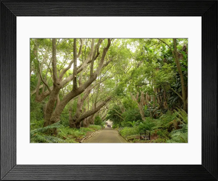Framed Print : Camphor trees, Kirstenbosch Botanical Gardens, Cape Town, Western Cape, South Africa Framed Print : Camphor trees, Kirstenbosch Botanical Gardens, Cape Town, Western Cape, South Africa
