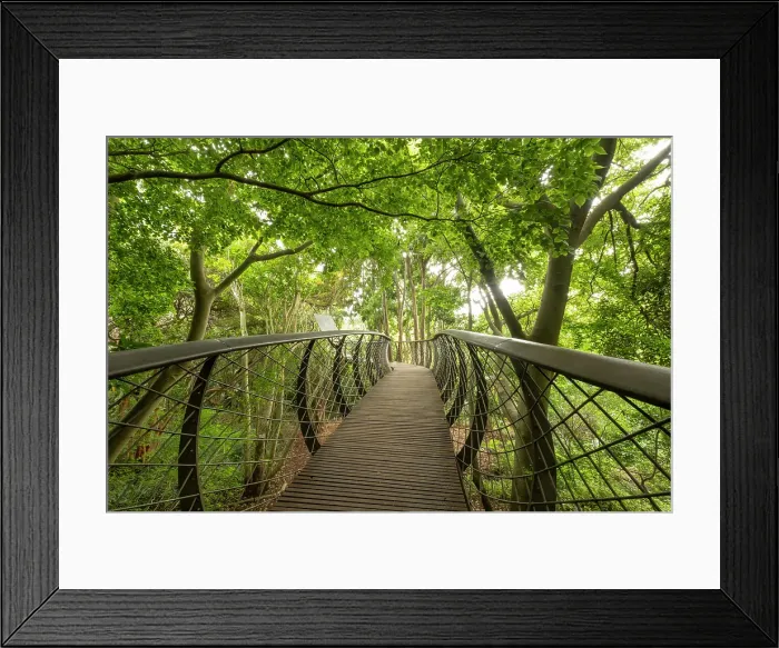 Framed Print : Treetop walkway, Kirstenbosch Botanical Gardens, Cape Town, Western Cape, South Africa Framed Print : Treetop walkway, Kirstenbosch Botanical Gardens, Cape Town, Western Cape, South Africa