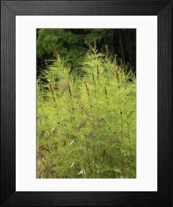 Framed Print : Fynbos vegetation, Kirstenbosch Botanical Gardens, Cape Town, Western Cape, South Africa Framed Print : Fynbos vegetation, Kirstenbosch Botanical Gardens, Cape Town, Western Cape, South Africa