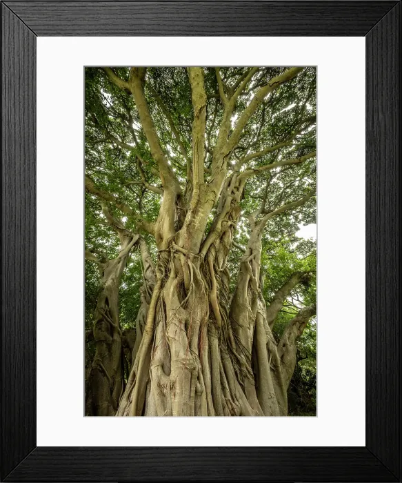 Framed Print : Strangler Fig Tree, Kirstenbosch Botanical Gardens, Cape Town, Western Cape, South Africa Framed Print : Strangler Fig Tree, Kirstenbosch Botanical Gardens, Cape Town, Western Cape, South Africa
