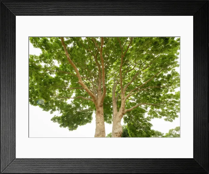 Framed Print : African Mahogany Tree, Kirstenbosch Botanical Gardens, Cape Town, Western Cape, South Africa Framed Print : African Mahogany Tree, Kirstenbosch Botanical Gardens, Cape Town, Western Cape, South Africa