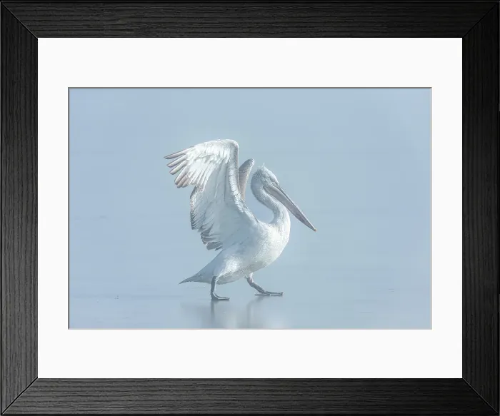 Framed Print : Juvenile Dalmatian Pelican (Pelecanus crispus) standing on ice on frozen Lake Kerkini, Greece, January 2019 Framed Print : Juvenile Dalmatian Pelican (Pelecanus crispus) standing on ice on frozen Lake Kerkini, Greece, January 2019