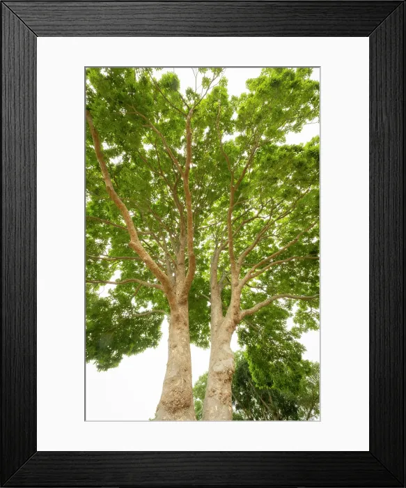Framed Print : African Mahogany Tree, Kirstenbosch Botanical Gardens, Cape Town, Western Cape, South Africa Framed Print : African Mahogany Tree, Kirstenbosch Botanical Gardens, Cape Town, Western Cape, South Africa