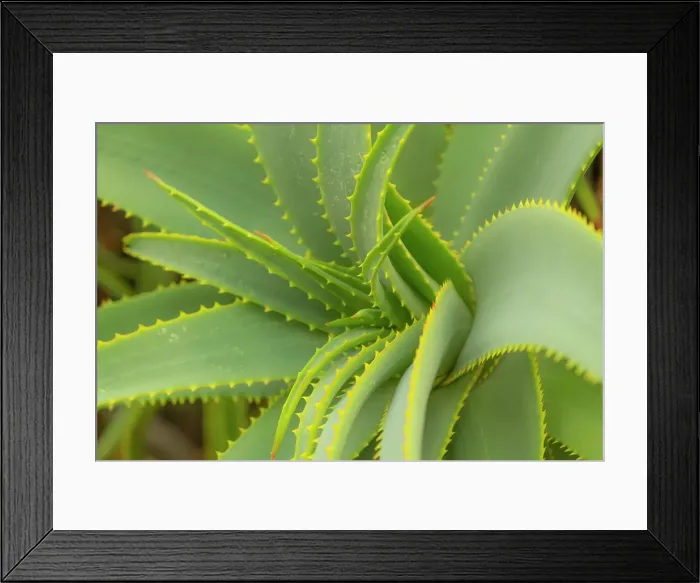 Framed Print : Krantz Aloe, Kirstenbosch Botanical Gardens, Cape Town, Western Cape, South Africa Framed Print : Krantz Aloe, Kirstenbosch Botanical Gardens, Cape Town, Western Cape, South Africa