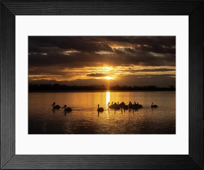 Framed Print : Group of Dalmatian Pelican (Pelecanus crispus) on Lake Kerkini at sunrise, Greece, January 2023 Framed Print : Group of Dalmatian Pelican (Pelecanus crispus) on Lake Kerkini at sunrise, Greece, January 2023
