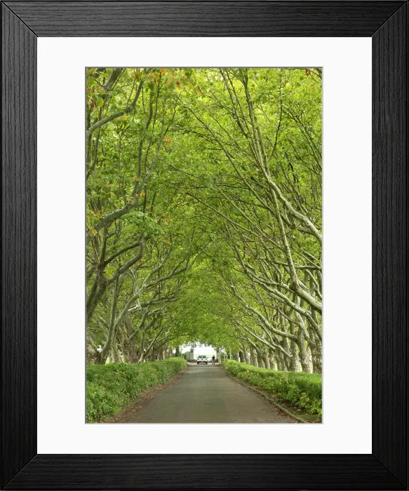 Framed Print : Lanzerac Wine Estate, Stellenbosch, Western Cape, South Africa