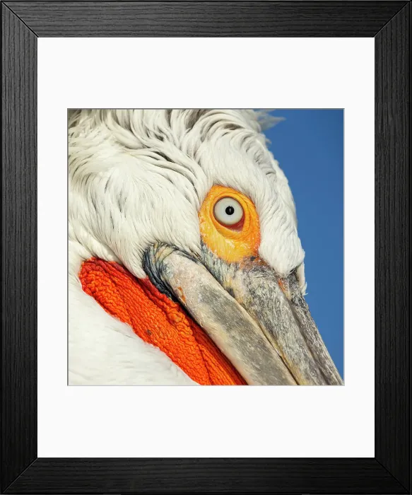 Framed Print : Dalmatian Pelican (Pelecanus crispus), portrait of adult, Lake Kerkini, Greece, February 2016 Framed Print : Dalmatian Pelican (Pelecanus crispus), portrait of adult, Lake Kerkini, Greece, February 2016