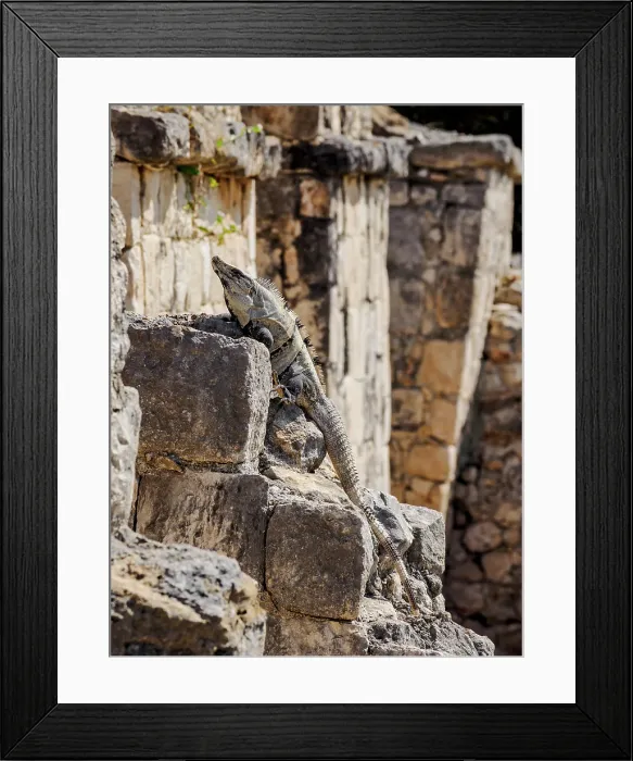Framed Print : Iguana at Edzna Archaeological Site, Campeche State, Mexico Framed Print : Iguana at Edzna Archaeological Site, Campeche State, Mexico