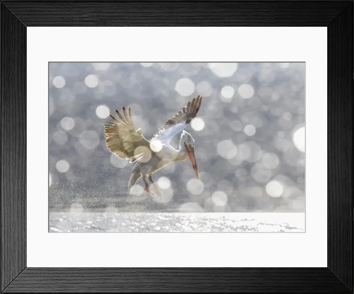 Framed Print : Dalmatian Pelican (Pelecanus crispus), Adult in flight with bokeh created by water spray from bow of boat, Lake Kerkini, Greece, January 2022 Framed Print : Dalmatian Pelican (Pelecanus crispus), Adult in flight with bokeh created by water spray from bow of boat, Lake Kerkini, Greece, January 2022