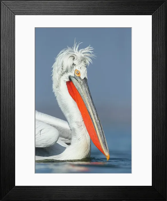 Framed Print : Dalmatian Pelican (Pelecanus crispus), portrait of adult, Lake Kerkini, Greece, February 2014