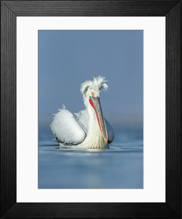 Framed Print : Dalmatian Pelican (Pelecanus crispus), Lake Kerkini, Greece, February 2014 Framed Print : Dalmatian Pelican (Pelecanus crispus), Lake Kerkini, Greece, February 2014