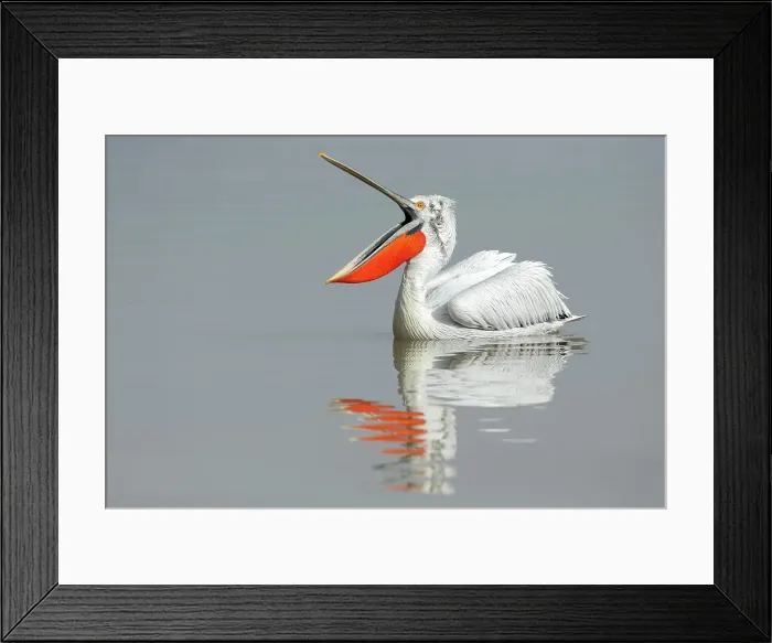 Framed Print : Adult Dalmatian Pelican (Pelecanus crispus) holding bill open Lake Kerkini, Greece, February 2015 Framed Print : Adult Dalmatian Pelican (Pelecanus crispus) holding bill open Lake Kerkini, Greece, February 2015