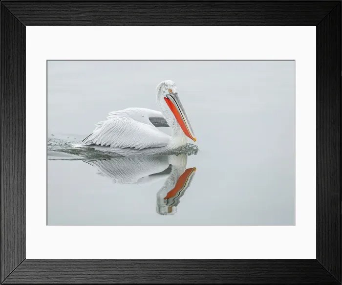 Framed Print : Adult Dalmatian Pelican (Pelecanus crispus) resting on Lake Kerkini, Greece, February 2014 Framed Print : Adult Dalmatian Pelican (Pelecanus crispus) resting on Lake Kerkini, Greece, February 2014