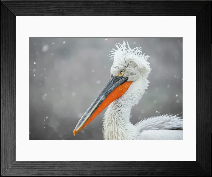 Framed Print : Dalmatian Pelican (Pelecanus crispus), portrait of adult in falling snow, Lake Kerkini, Greece, February 2015 Framed Print : Dalmatian Pelican (Pelecanus crispus), portrait of adult in falling snow, Lake Kerkini, Greece, February 2015