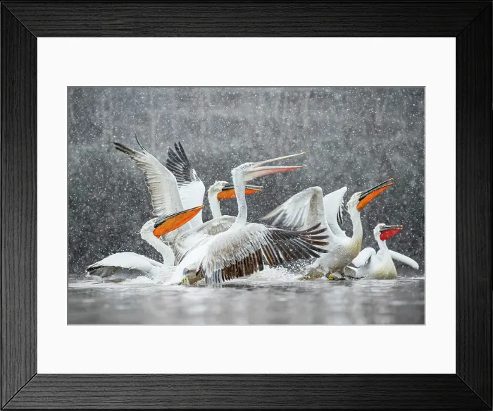 Framed Print : Group of Dalmatian Pelican (Pelecanus crispus) in heavy snowfall, Lake Kerkini, Greece, February 2015 Framed Print : Group of Dalmatian Pelican (Pelecanus crispus) in heavy snowfall, Lake Kerkini, Greece, February 2015