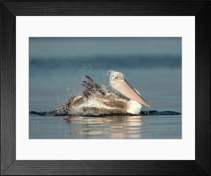 Framed Print : Dalmatian Pelican (Pelecanus crispus), bathing in Lake Kerkini, Greece, January 2020