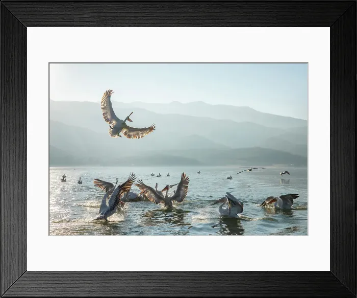 Framed Print : Flock of Dalmatian Pelican (Pelecanus crispus) feeding on Lake Kerkini, Greece Framed Print : Flock of Dalmatian Pelican (Pelecanus crispus) feeding on Lake Kerkini, Greece
