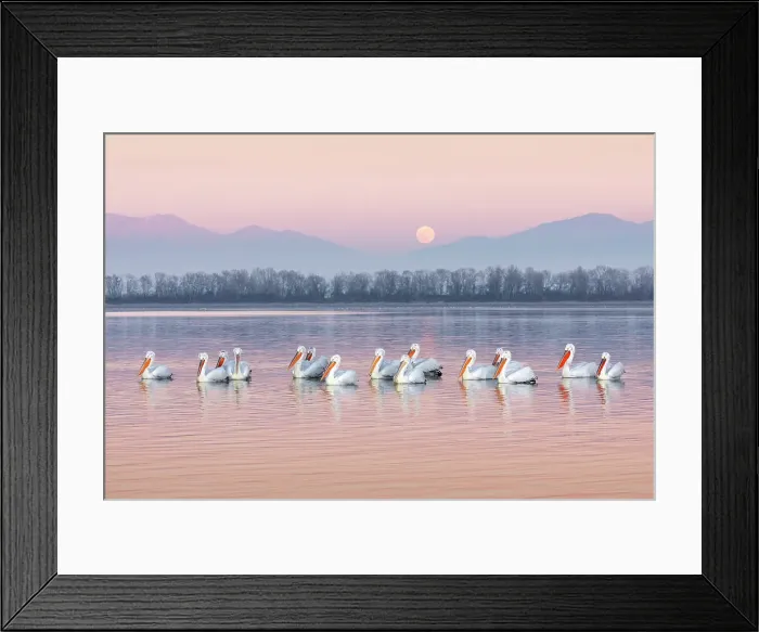 Framed Print : Group of Dalmatian Pelican (Pelecanus crispus) on Lake Kerkini at dusk with full moon rising in background, Greece, January 2020 Framed Print : Group of Dalmatian Pelican (Pelecanus crispus) on Lake Kerkini at dusk with full moon rising in background, Greece, January 2020