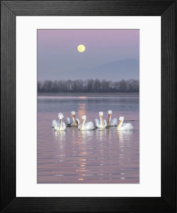 Framed Print : Group of Dalmatian Pelican (Pelecanus crispus) on Lake Kerkini at dusk with full moon rising in background, Greece, January 2020 Framed Print : Group of Dalmatian Pelican (Pelecanus crispus) on Lake Kerkini at dusk with full moon rising in background, Greece, January 2020
