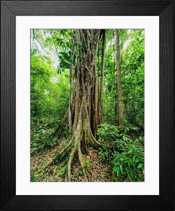 Framed Print : Tree at the Becan Archaeological Site, Campeche State, Mexico Framed Print : Tree at the Becan Archaeological Site, Campeche State, Mexico