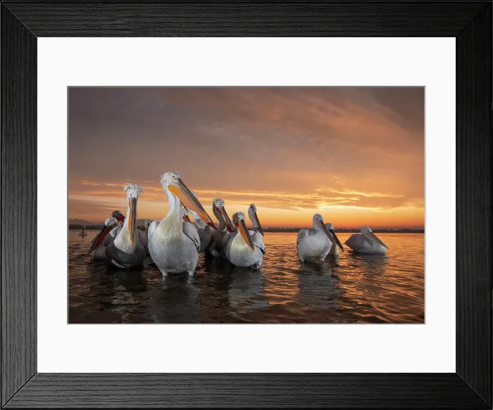 Framed Print : Group of Dalmatian Pelican (Pelecanus crispus) at sunrise on shore of Lake Kerkini in Greece, January 2020 Framed Print : Group of Dalmatian Pelican (Pelecanus crispus) at sunrise on shore of Lake Kerkini in Greece, January 2020