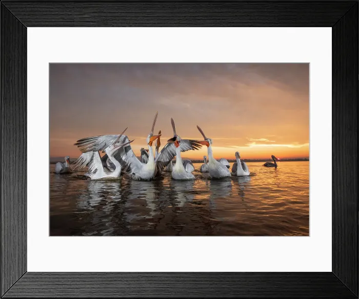 Framed Print : Group of Dalmatian Pelican (Pelecanus crispus) at sunrise on shore of Lake Kerkini in Greece, Baited, January 2020 Framed Print : Group of Dalmatian Pelican (Pelecanus crispus) at sunrise on shore of Lake Kerkini in Greece, Baited, January 2020