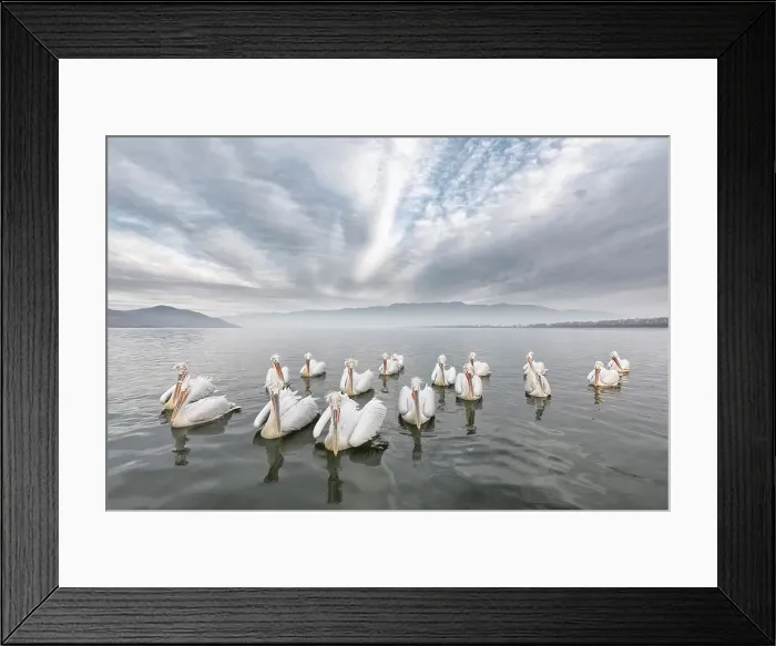 Framed Print : Group of Dalmatian Pelican (Pelecanus crispus) on lake Kerkini, Greece, January 2020 Framed Print : Group of Dalmatian Pelican (Pelecanus crispus) on lake Kerkini, Greece, January 2020