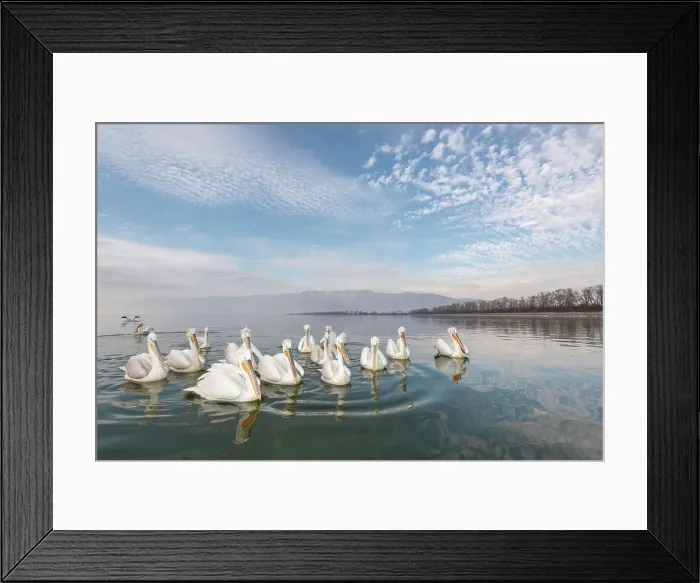 Framed Print : Group of Dalmatian Pelican (Pelecanus crispus) on lake Kerkini, Greece, January 2020 Framed Print : Group of Dalmatian Pelican (Pelecanus crispus) on lake Kerkini, Greece, January 2020