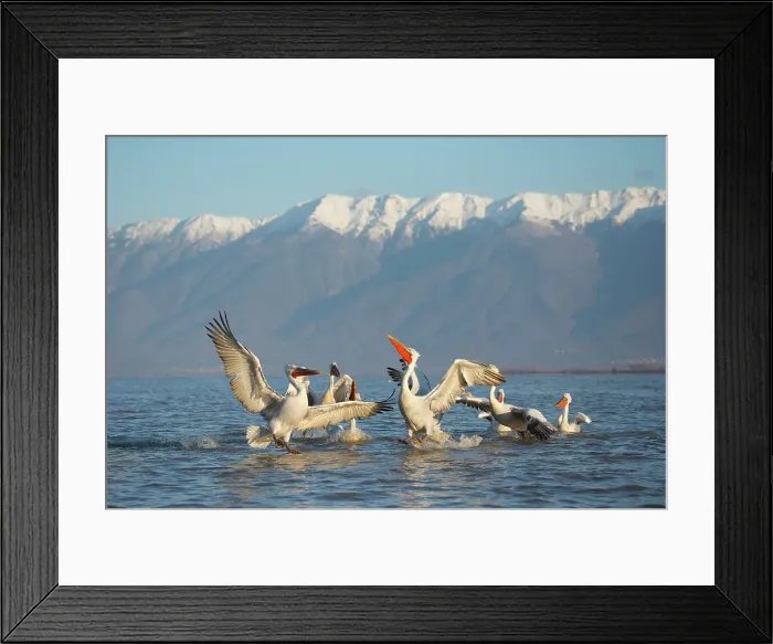 Framed Print : Group of Dalmatian Pelican (Pelecanus crispus) feeding on Lake Kerkini, Greece, Baited, February 2015 Framed Print : Group of Dalmatian Pelican (Pelecanus crispus) feeding on Lake Kerkini, Greece, Baited, February 2015