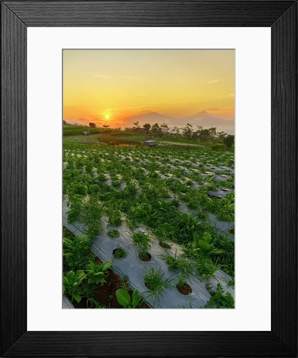 Framed Print : Burning sky at dawn over agricultural fields, Nepal Van Java, Magelang, Central Java, Indonesia Framed Print : Burning sky at dawn over agricultural fields, Nepal Van Java, Magelang, Central Java, Indonesia