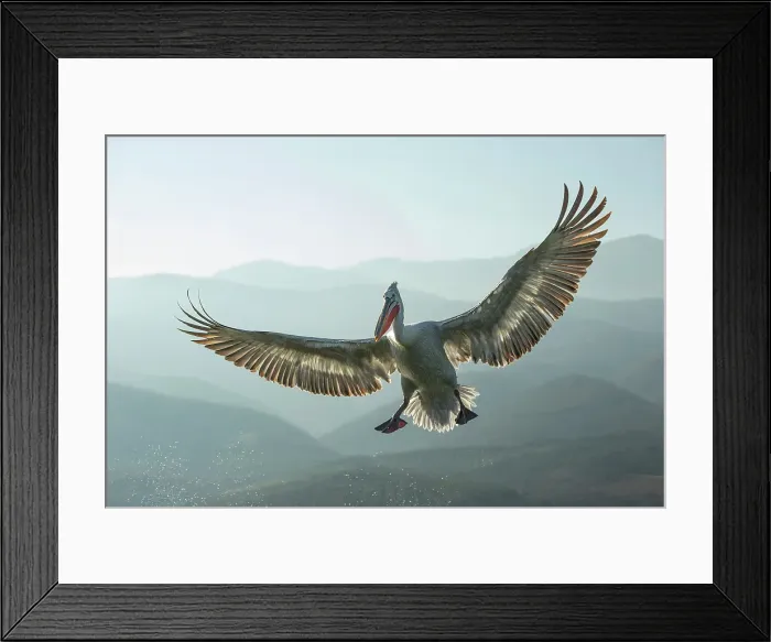 Framed Print : Dalmatian Pelican (Pelecanus crispus) in flight over Lake Kerkini, Greece, January 2020 Framed Print : Dalmatian Pelican (Pelecanus crispus) in flight over Lake Kerkini, Greece, January 2020